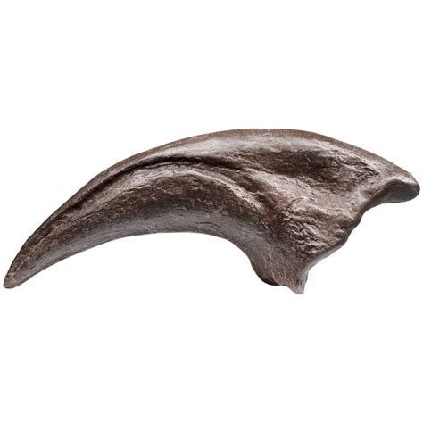 Allosaurus Toe Claw Fossil Replica Etsy