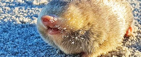 Blind, Sand-Swimming Golden Mole Rediscovered Alive After 86 Years ...