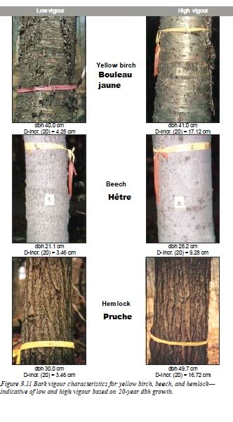 Lécorce peut elle nous indiquer la vigueur dun arbre feuillu