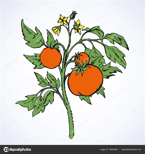 Tomatoes Vector Drawing Stock Vector Image By Marinka