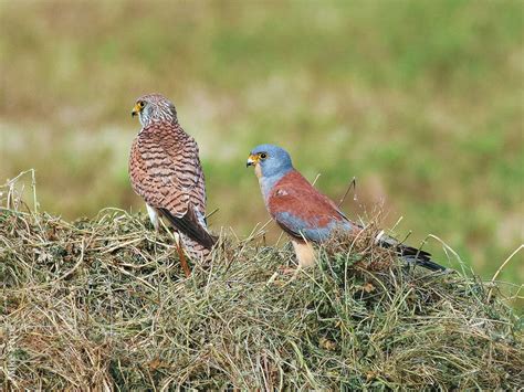 Lesser Kestrel | KuwaitBirds.org