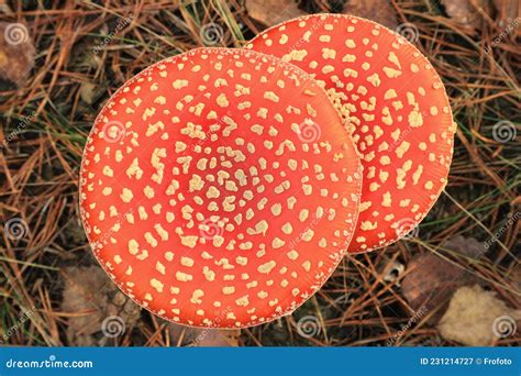 Two Mushroom Caps Stock Image Image Of Nature Amanita 231214727