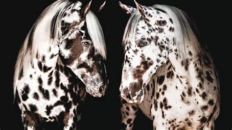 The Appaloosa: Unique Characteristics, History, and Versatile Uses