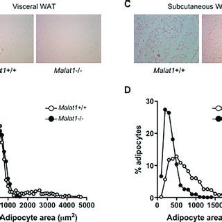 Aging Is Associated With A Reduction In Malat1 Levels In Visceral