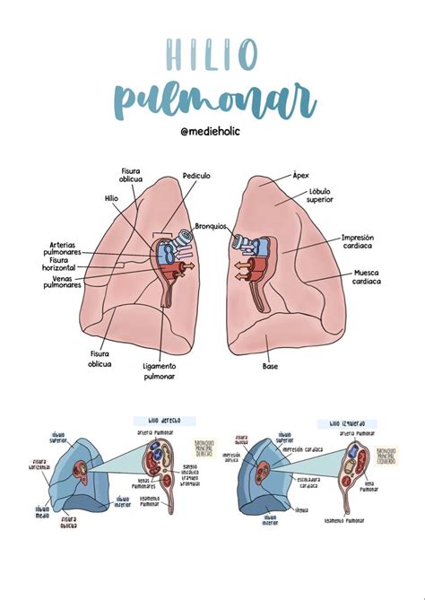 Vestibular Human Anatomy Comics Note Medicine Physical Therapy