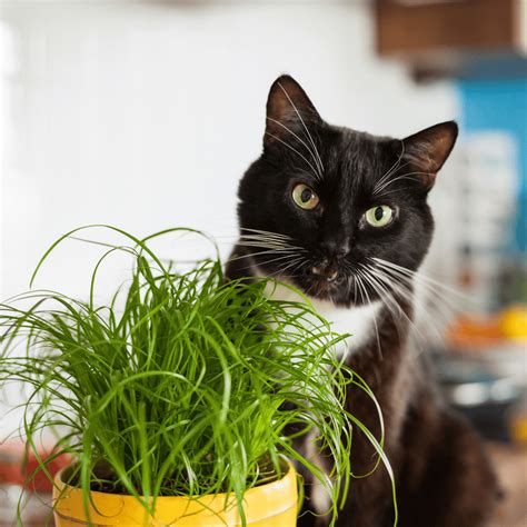 Cat Grass Seeds Largest Selection In Canada Wildwood Outdoor Living