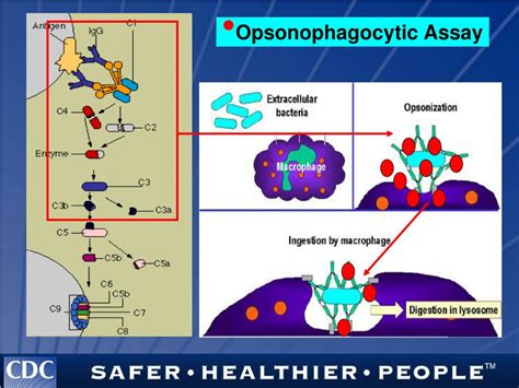 Ppt Flow Cytometric Opsonophagocytic Assays Powerpoint Presentation Free Download Id 4604113