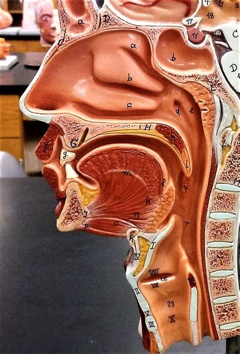 Nasal Cavity Diagram Quizlet