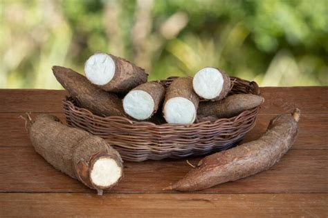 Cassava Plant Facts Types Uses Growing Caring And Harvesting Tips