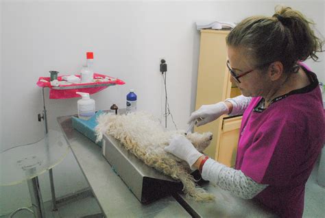 El Centro de Atención Canina y Felina tiene nuevo número telefónico