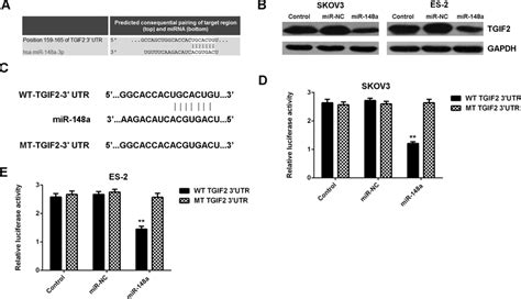 A Targetscan Data Indicated That TGIF2 Was A Target Gene Of MiR 148a