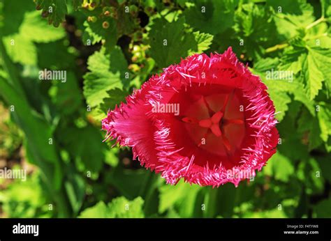 Red tulip in garden Stock Photo - Alamy