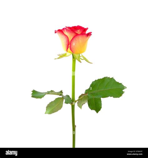 Beautiful single yellow red rose isolated on white background Stock Photo - Alamy