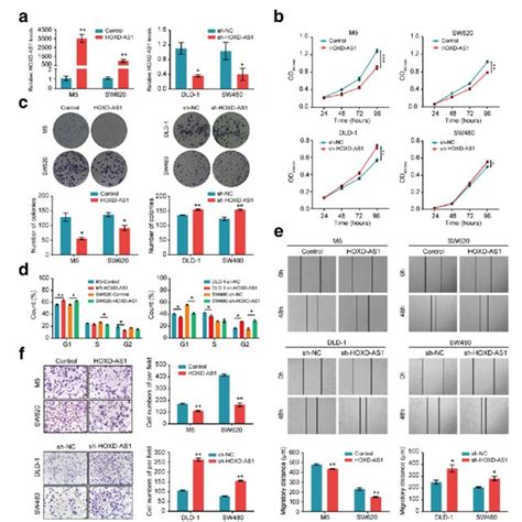 Hoxd As1 Suppresses Crc Cell Proliferation Cell Cycle Progression