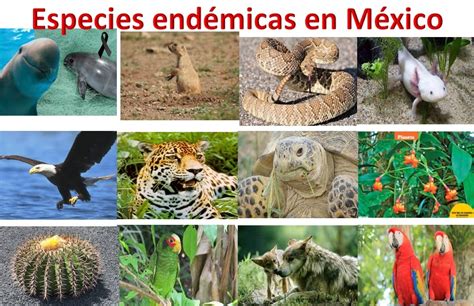 Especies End Micas Assessment