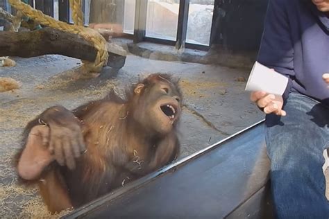 Macaco tem reação inesperada ao ver humano fazendo um simples truque de