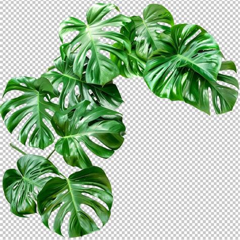 Premium PSD Monstera Deliciosa Tropical Leaf Isolated