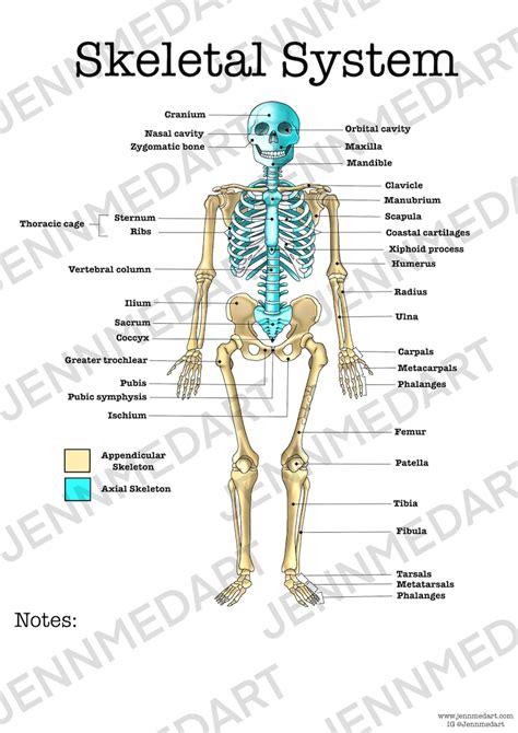 Skeletal System Anatomy Worksheet Single Filled Digital Download Human