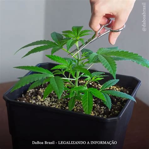 Dicas De Cultivo Vale A Pena Aplicar A Poda Topping Na Maconha