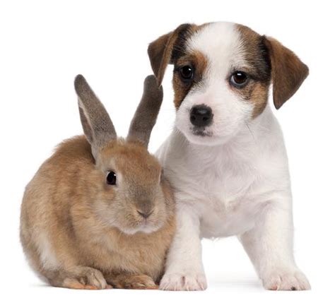 can rabbits and dogs live together happily and safely?