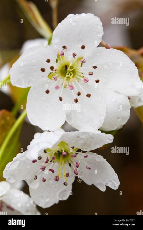 Asian Pear Tree Blossoms Pyrus Pyrifolia Stock Photo Alamy