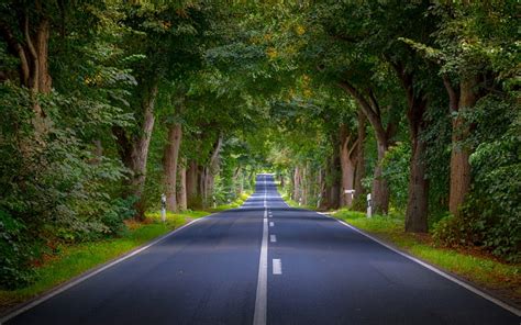 Tree Lined Road Avenue Alley Road Trees Hd Wallpaper Peakpx