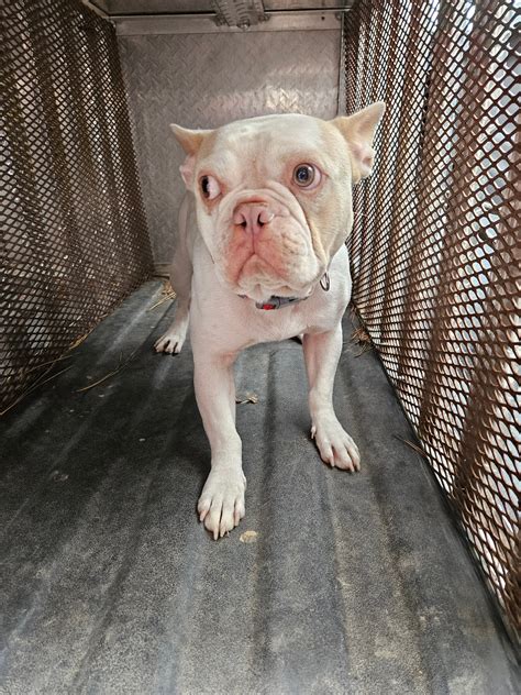 A Helpful Guide To Navigating The Rankin County Animal Adoption Process To Find Your Perfect Furry Friend Today 1