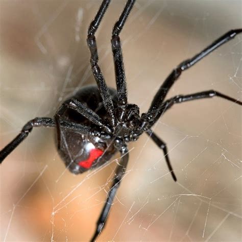 7 Spiders Commonly Found In Southwest Florida Catseye Pest Control