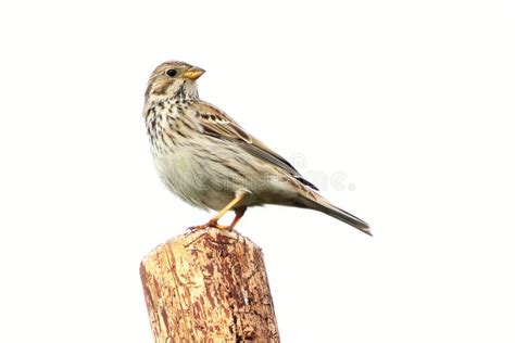 The Corn Bunting Emberiza Calandra Sitting On The Grean Branch Not