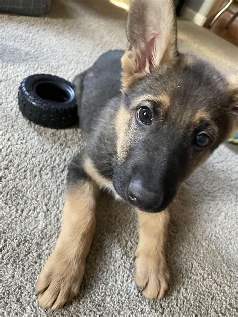 Toby Our Newly Adopted 9 Week Old German Shepherd Rcute