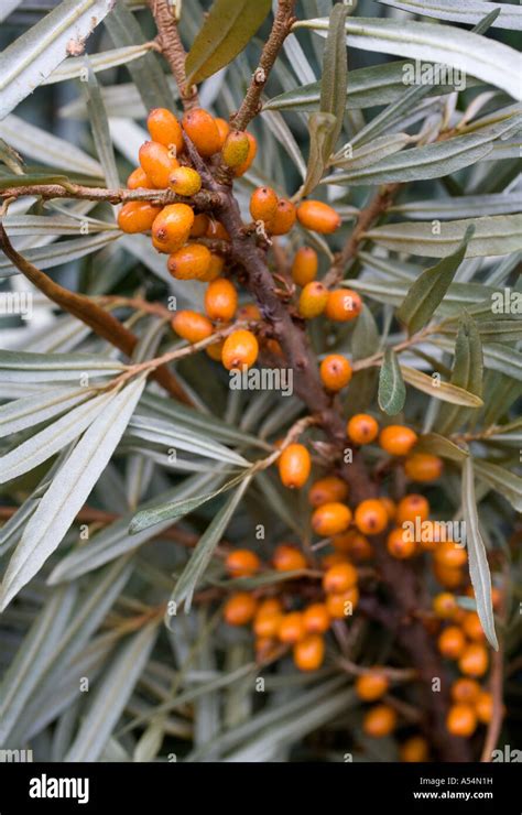 Sea buckthorn Hippophaë rhamnoides berries Stock Photo Alamy