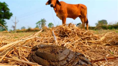 Organic Farming With Cow Manure GoDesiA2Milk Cow Manure Premium Cow