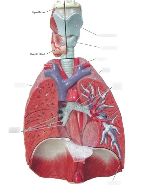 Lower Respiratory Tract Diagram Quizlet