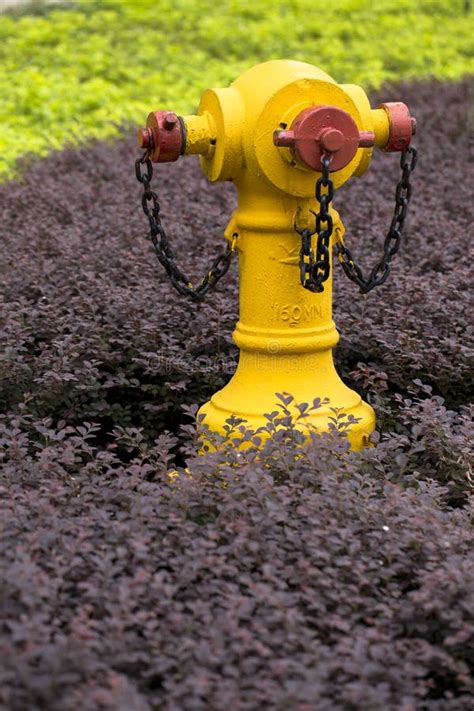 Outdoor Yellow Metal Fire Hydrant Surrounded In Shrubs And Plants Next