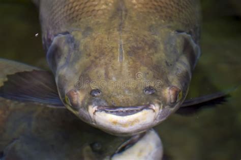 Pacu Fish Teeth Stock Photos - Free & Royalty-Free Stock Photos from ...