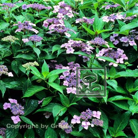 Hydrangea Serrata Intermedia Bund Deutscher Baumschulen BdB E V