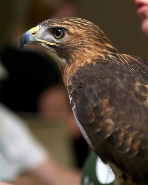 Alabama Wildlife Center On Instagram Feathers Beaks And Talonsoh