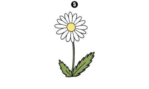 Daisy Drawing - A Step By Step Guide - Cool Drawing Idea