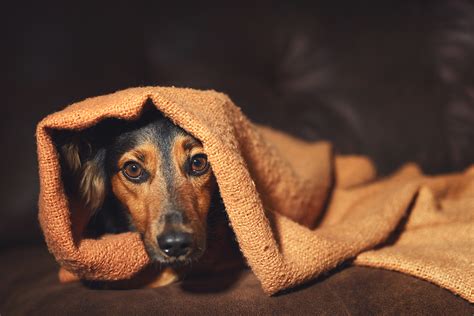 Stress Bij Honden Verminderen Tips Om Je Hond Te Kalmeren