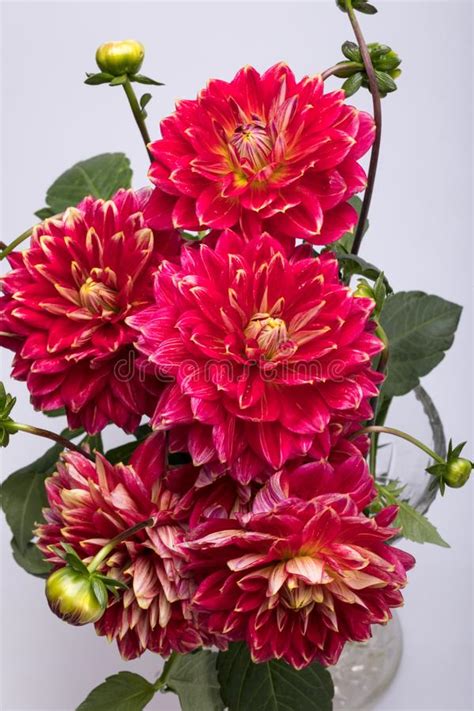 Flor Roja De La Dalia Aislada En El Fondo Blanco Imagen De Archivo