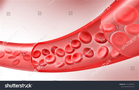 Red Blood Cells Flow Through Veins Stock Illustration 1352266670 ...