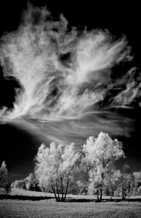 Making Black And White Infrared Photographs Coastal Maine Botanical