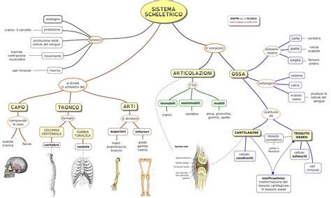 Mappe Per La Scuola Sistema Scheletrico