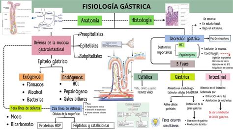 Fisiología gástrica Luz Suarez uDocz