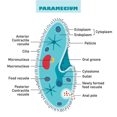 The Structure Of Paramecium Caudatum 46292843 Vector Art at Vecteezy