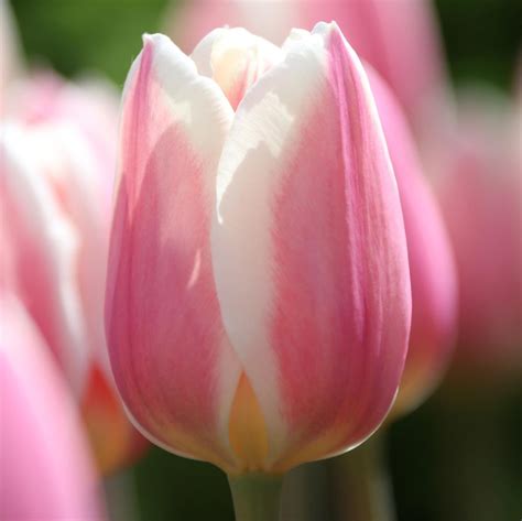 Darwin Hybrid Tulips Longfield Gardens