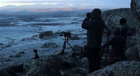 Observaci N De Lobo Ib Rico En La Sierra De Guadarrama Iberian Wild Track