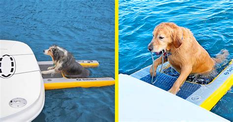 Dog Ramp For A Boat at Rosemarie Leeann blog