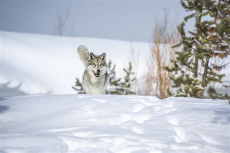 Beautiful Gray Wolves West Yellowstone Montana Winter Snow Wolfpack