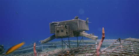 Reef Restoration - Sunset Cozumel